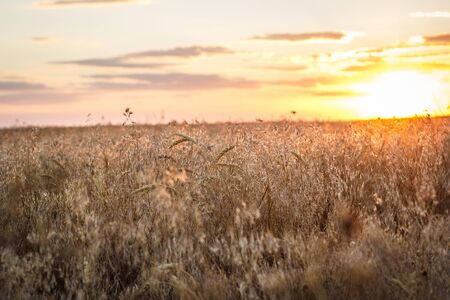 Field of yellow wheat during sunset