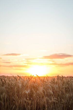 Field of yellow wheat during sunsetの写真素材