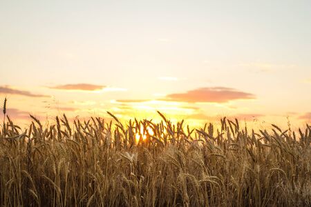Field of yellow wheat during sunset