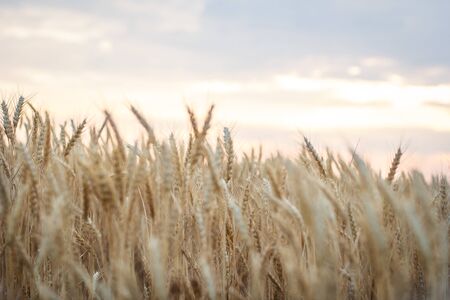 Field of yellow wheat during sunsetの写真素材
