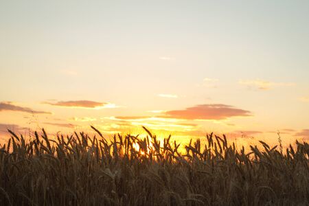 Field of yellow wheat during sunsetの写真素材