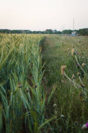 Big Field of green wheat in the evening at sunset in summerの写真素材