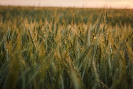 Big Field of green wheat in the evening at sunset in summerの写真素材
