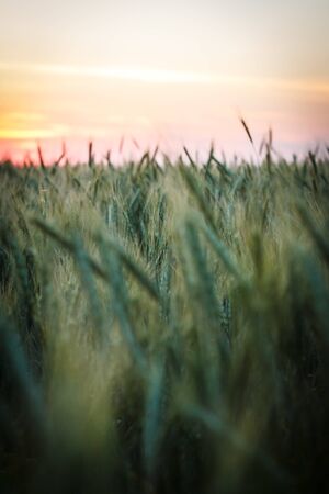Big Field of green wheat in the evening at sunset in summer