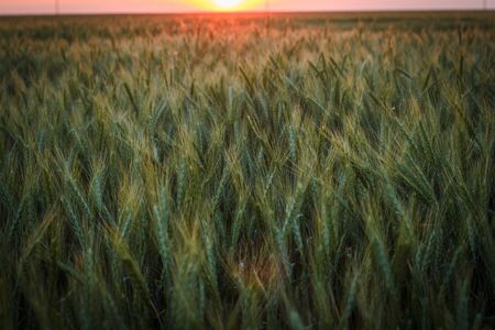Big Field of green wheat in the evening at sunset in summerの写真素材