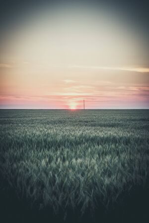 Big Field of green wheat in the evening at sunset in summerの写真素材
