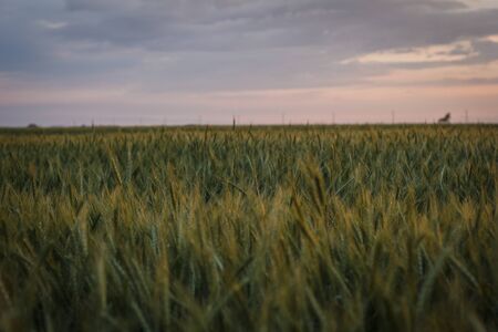 Big Field of green wheat in the evening at sunset in summerの写真素材