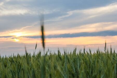 Big Field of green wheat in the evening at sunset in summerの写真素材