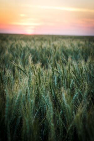 Big Field of green wheat in the evening at sunset in summerの写真素材