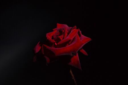 Red rose on a black backgroundの写真素材