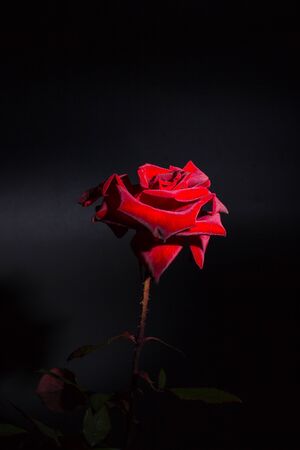 Red rose on a black backgroundの写真素材