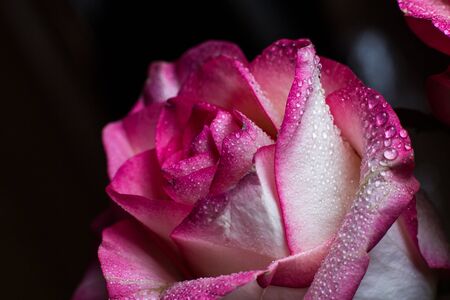 Beautiful pink rose with white shades and dew drops on a black backgroundの写真素材