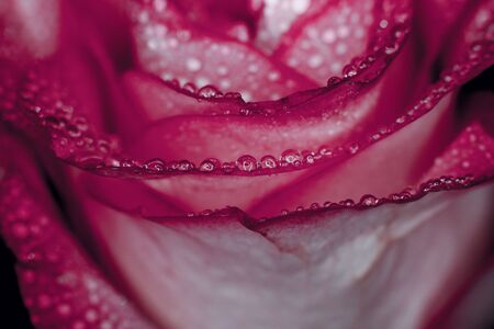 Beautiful pink rose with white shades and dew drops on a black backgroundの写真素材
