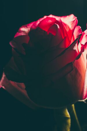 Beautiful pink rose with white shades and dew drops on a black backgroundの写真素材