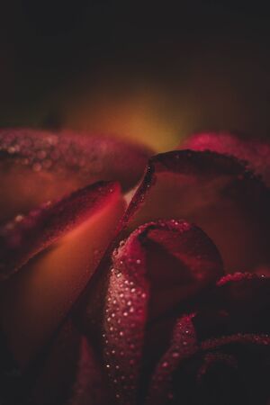 Beautiful pink rose with white shades and dew drops on a black backgroundの写真素材