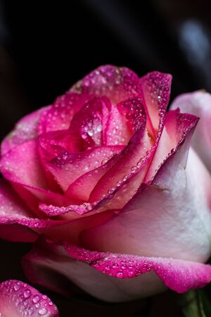 Beautiful pink rose with white shades and dew drops on a black backgroundの写真素材
