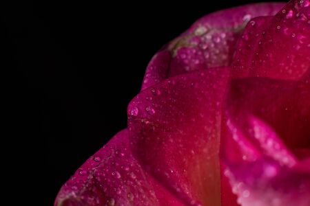 Beautiful pink rose with white shades and dew drops on a black backgroundの写真素材