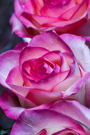 Beautiful pink rose with white shades and dew drops on a black backgroundの写真素材