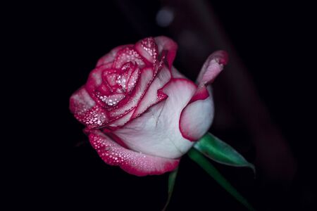 Beautiful pink rose with white shades and dew drops on a black backgroundの写真素材