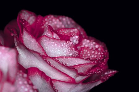 Beautiful pink rose with white shades and dew drops on a black backgroundの写真素材