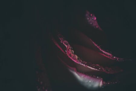 Beautiful pink rose with white shades and dew drops on a black backgroundの写真素材