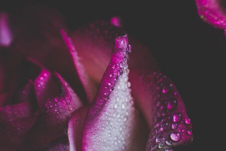 Beautiful pink rose with white shades and dew drops on a black backgroundの写真素材