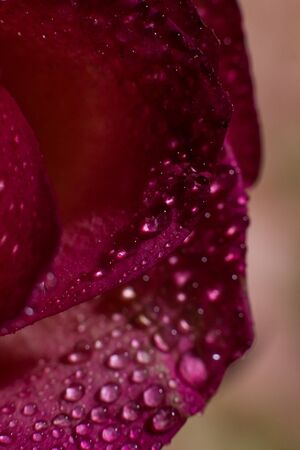 Beautiful pink rose with white shades and dew drops on a black backgroundの写真素材