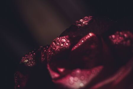 Beautiful pink rose with white shades and dew drops on a black backgroundの写真素材
