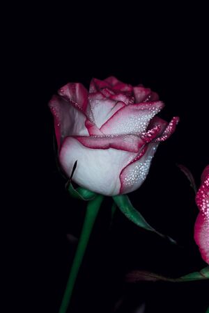 Beautiful pink rose with white shades and dew drops on a black backgroundの写真素材