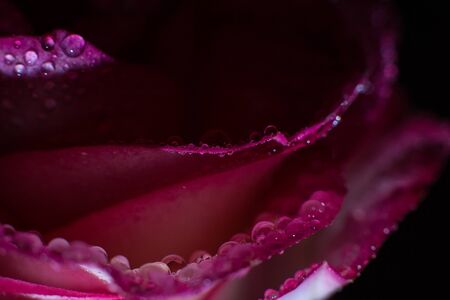 Beautiful pink rose with white shades and dew drops on a black backgroundの写真素材