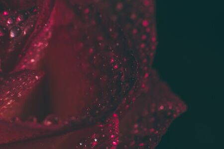 Beautiful pink rose with white shades and dew drops on a black backgroundの写真素材