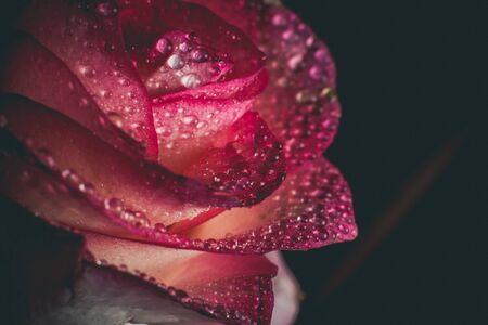 Beautiful pink rose with white shades and dew drops on a black backgroundの写真素材