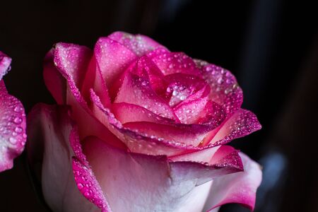 Beautiful pink rose with white shades and dew drops on a black backgroundの写真素材