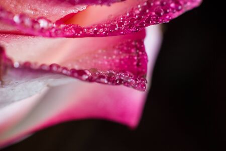 Beautiful pink rose with white shades and dew drops on a black backgroundの写真素材