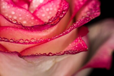 Beautiful pink rose with white shades and dew drops on a black backgroundの写真素材