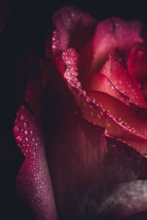Beautiful pink rose with white shades and dew drops on a black backgroundの写真素材