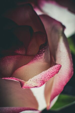 Beautiful pink rose with white shades and dew drops on a black backgroundの写真素材