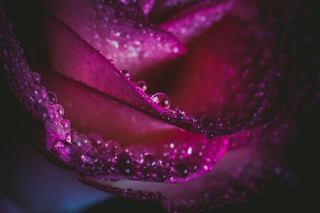 Beautiful pink rose with white shades and dew drops on a black backgroundの写真素材