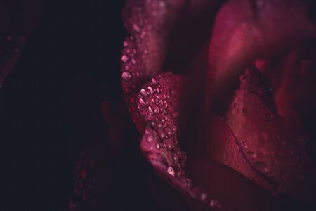 Beautiful pink rose with white shades and dew drops on a black backgroundの写真素材