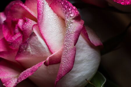 Beautiful pink rose with white shades and dew drops on a black backgroundの写真素材