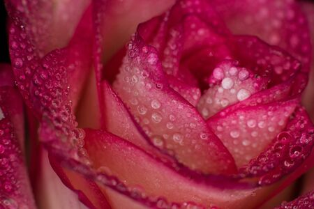 Beautiful pink rose with white shades and dew drops on a black backgroundの写真素材