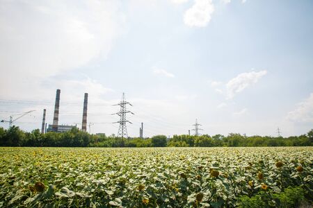 A large sunflower field in the summer near a metallurgical plant that pollutesの写真素材