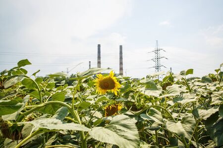 A large sunflower field in the summer near a metallurgical plant that pollutesの写真素材