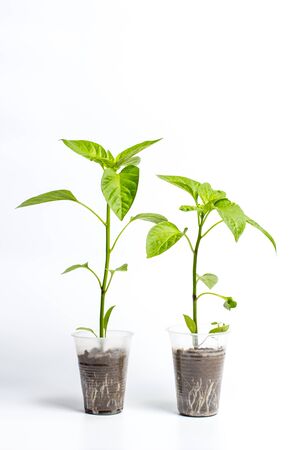 Green Seedlings in a plastic cup of different vegetables for further cultivationの写真素材