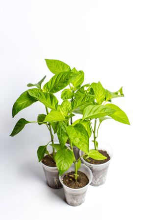 Green Seedlings in a plastic cup of different vegetables for further cultivationの写真素材