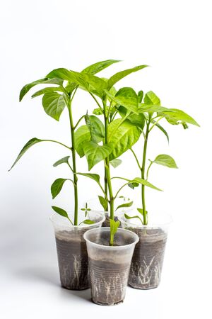 Green Seedlings in a plastic cup of different vegetables for further cultivationの写真素材