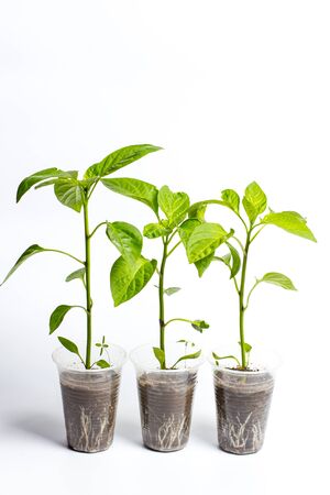 Green Seedlings in a plastic cup of different vegetables for further cultivationの写真素材