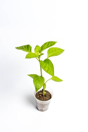 Green Seedlings in a plastic cup of different vegetables for further cultivationの写真素材