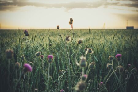 Beautiful wildflowers at sunset in summer evening near the fieldの写真素材