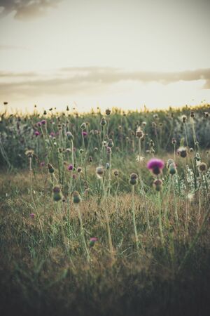 Beautiful wildflowers at sunset in summer evening near the fieldの写真素材